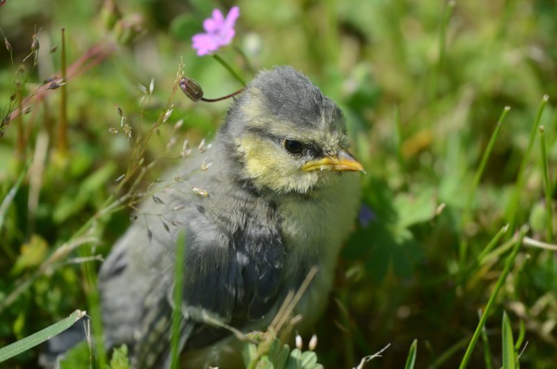 OISILLON DE MÉSANGE BLEUE. Maman je suis là. THIRIOUX VALÈRE